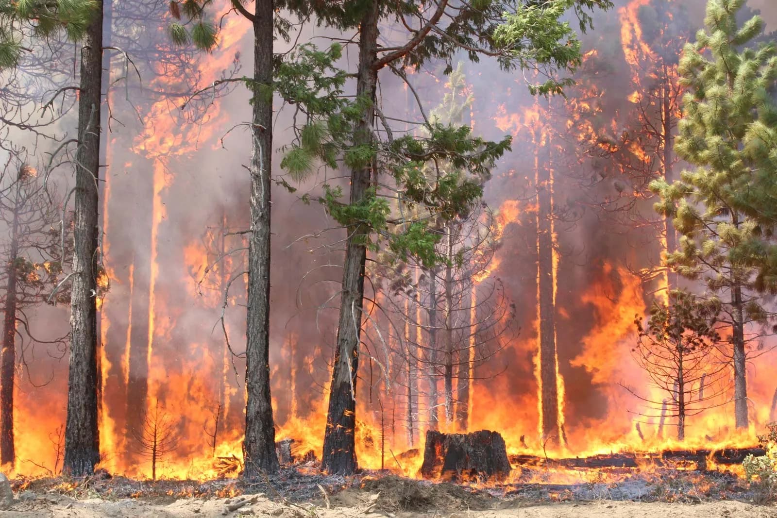 Forest Fire Detection